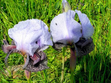Hermona 'nın çiçek açtığı Endemik İrisler İsrail' in Golan Tepeleri 'ndeki yeşil çimen zeminine karşı