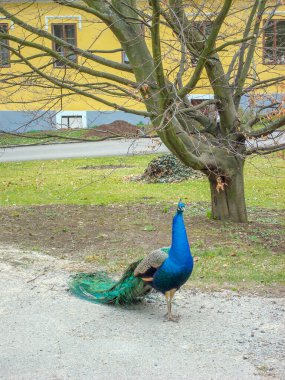 Tavuskuşu gururla küçük Çek kasabasının caddesinde duruyor.