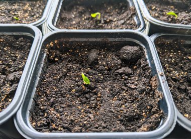 Topraktan yeşil filizler çıkıyor, yeni ya da başlangıç ya da başlangıç konsepti. Seedling. Ev bahçesi