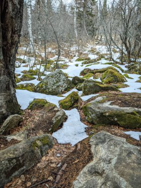 Dağ ormanlarındaki ilk kar, büyük gri taşlar ve sonbahar kahverengi yapraklarının arasında.