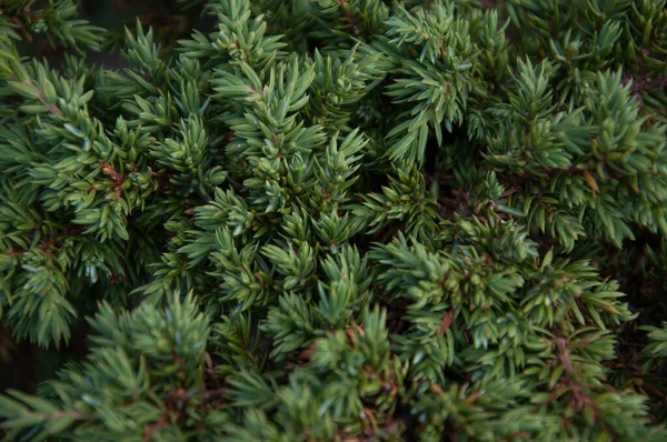 Close Dark Green Needled Branch — Stock Photo, Image