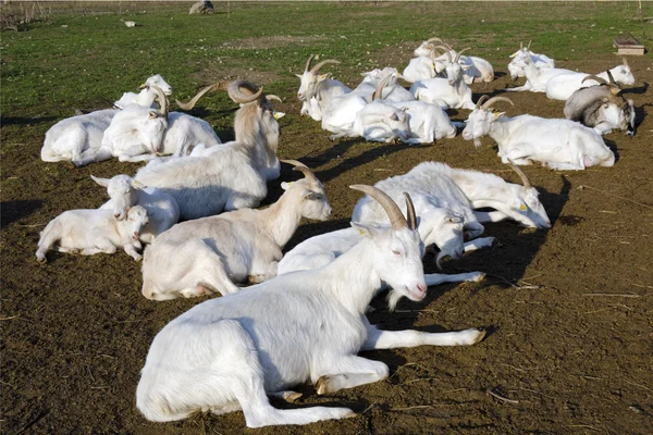 Отдыхающее стадо домашней козы — стоковое фото