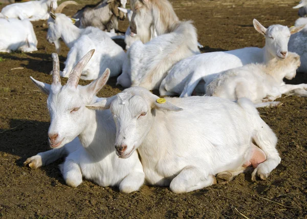 El par de cabras domésticas —  Fotos de Stock