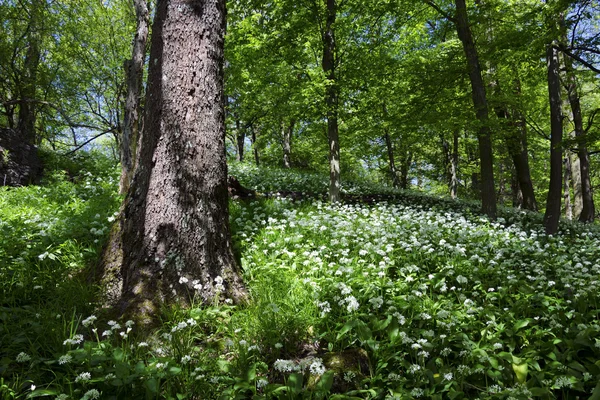 Der Frühlingswald mit Bärlauch — Stockfoto