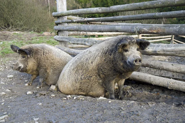Los cerdos mangalitsa — Foto de Stock