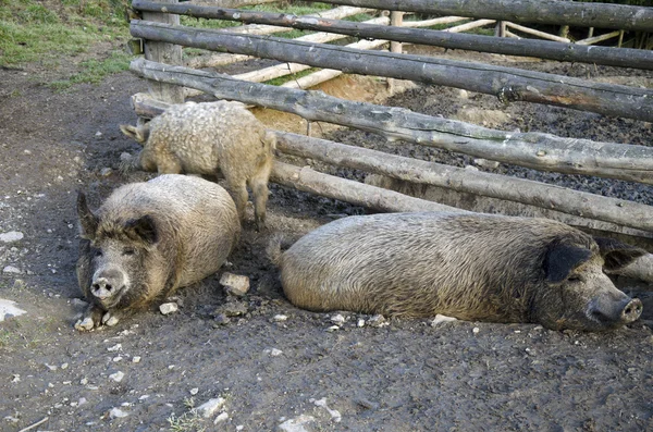 De mangalitsa-varkens — Stockfoto