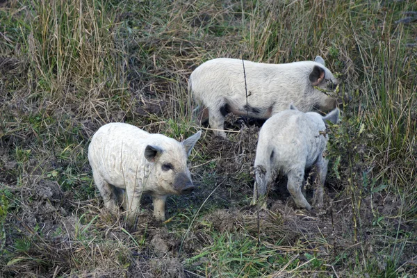 Os jovens de porco de mangalitsa — Fotografia de Stock