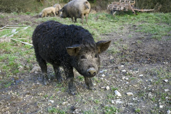Το γουρούνι mangalitsa — Φωτογραφία Αρχείου