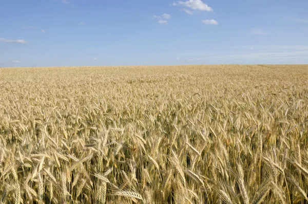 stock image A wheat field