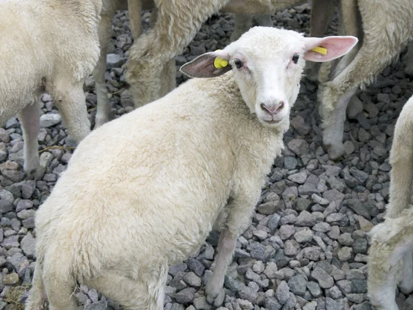 El cordero — Foto de Stock