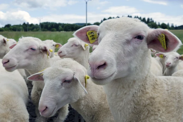 De lammeren — Stockfoto