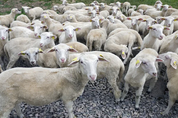 羊たち ロイヤリティフリーのストック画像