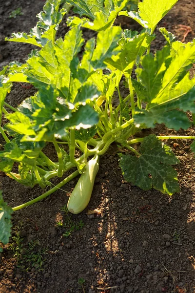 Sweet zucchini plant in the field — Stock Photo, Image