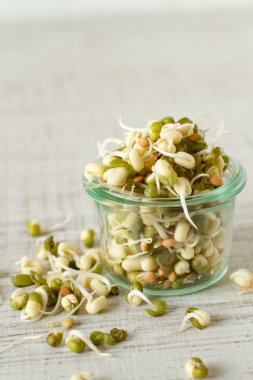 Organik çiğ fasulye filizi