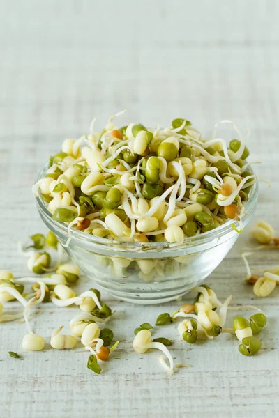 Organic raw bean sprouts — Stock Photo, Image