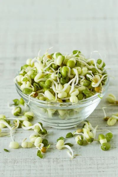 Organic raw bean sprouts — Stock Photo, Image