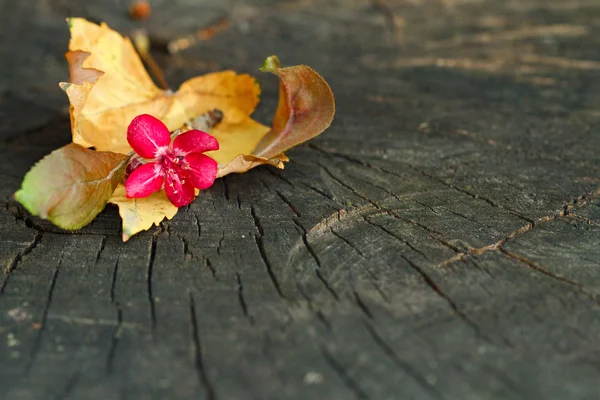 Otoño colores naturales — Foto de Stock