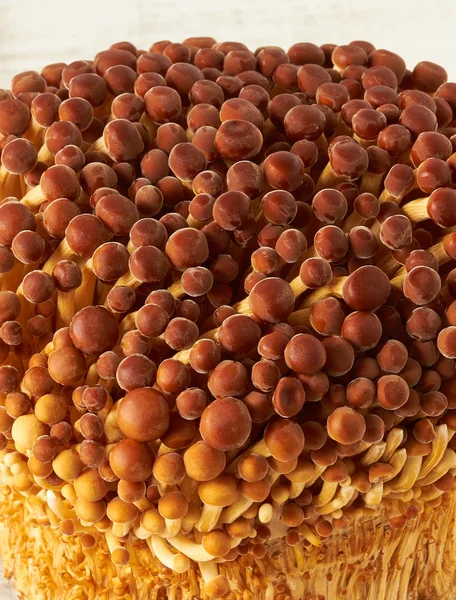 Мелкие коричневые грибы шимэдзи — стоковое фото