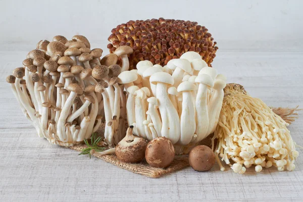 Funghi — Foto Stock