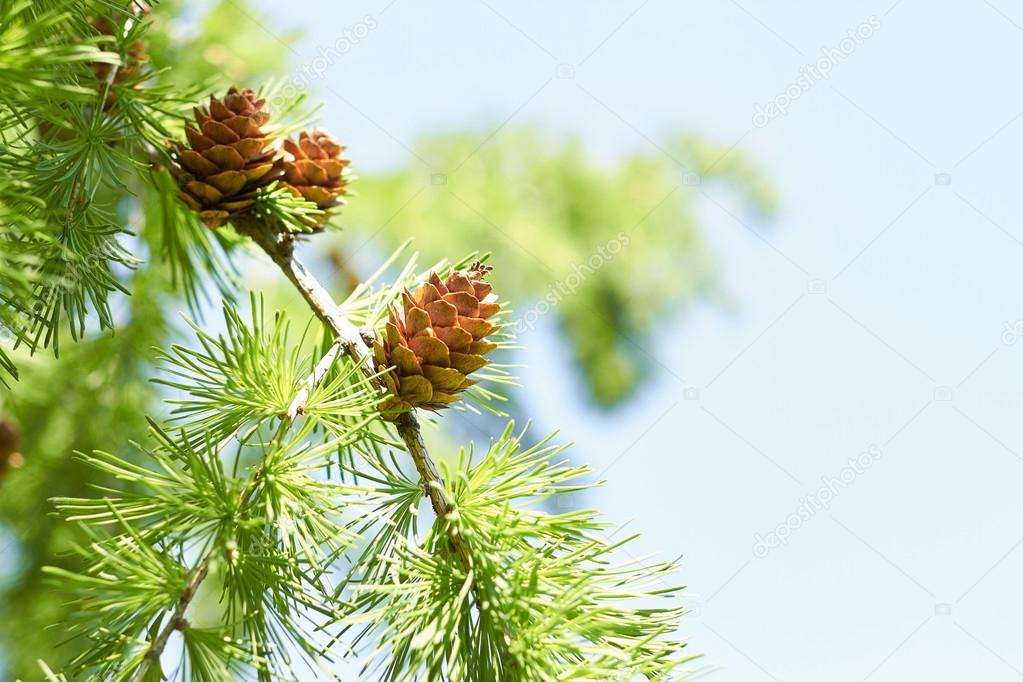 Branch with cones