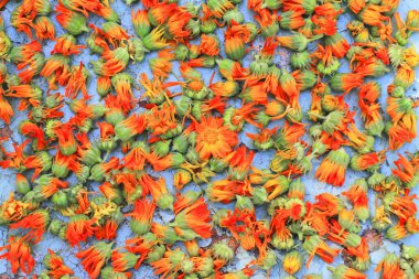 Calendula çiçek arka plan