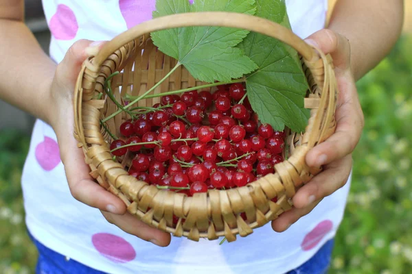 Korb mit roten Curryfrüchten — Stockfoto