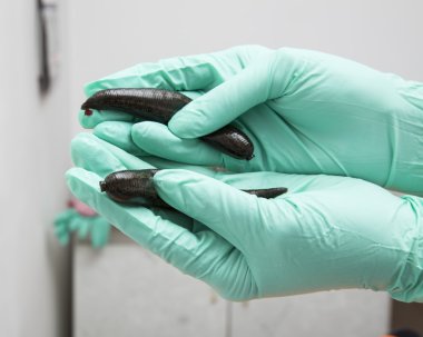 İnsanların tıbbi sülük tedavi.