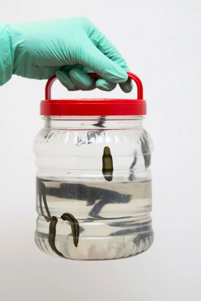 Tratamento de pessoas de sanguessugas médicas . — Fotografia de Stock