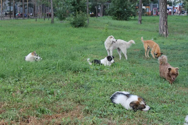 Una Bandada Perros Callejeros Césped Parque Ciudad — Foto de Stock