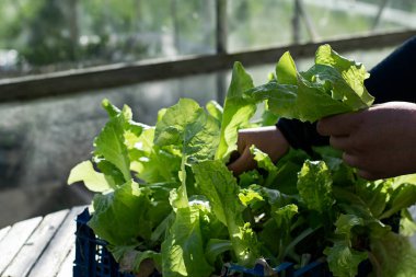 Bahçedeki bir serada yetişen taze organik marulları toplayan biri. Fotoğraf İsveç 'te çekildi..