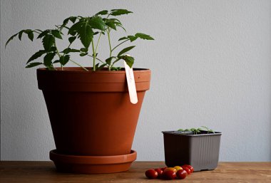 Evde fidanlıktan hasat etmeye kadar organik domates yetiştirme kavramı. Büyük domates bitkileriyle terra cotta tenceresi, domates tohumlarıyla plastik bir kap ve ahşap masada vişne domatesleri..