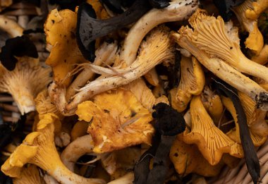 Vahşi yenilebilir mantarlar - hem altın chanterelle (cantharellus cibarius) hem de siyah chanterelle (kraterellus cornucopioides). Sepetteki mantarları kapat. Fotoğraf İsveç 'te çekildi..