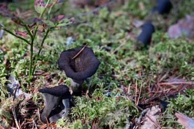 Ormandaki yosunlarda iki yenilebilir siyah trompet mantarı (Craterellus cornucopioides) bulunur. Bu yabani mantar aynı zamanda siyah chanterelle ya da bol boynuz olarak da bilinir. Fotoğraf İsveç 'te çekildi..
