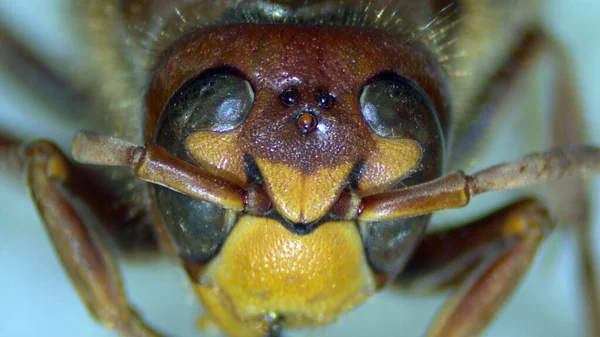 大黄蜂头的宏观照片 大黄蜂头 毛孔和天线 — 图库照片
