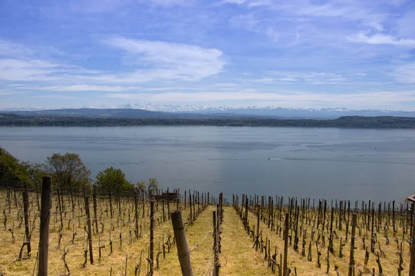 Vineyard Ligerzben Biel Tónál Alpesi Panoráma Háttérben Jogdíjmentes Stock Fotók