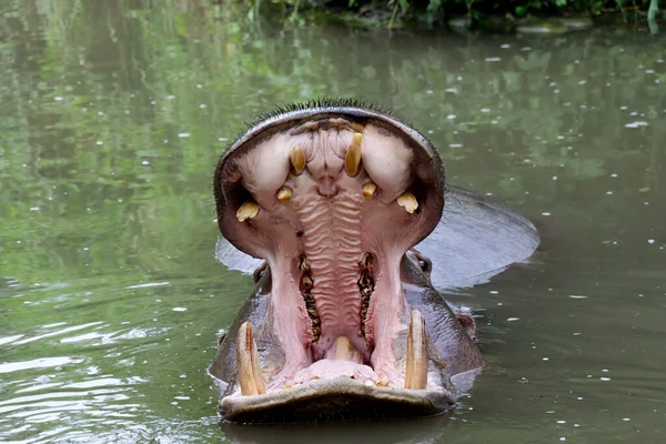 A hippopotamus yawning. Widely open mouth with teeth of a hippo in a zoo.