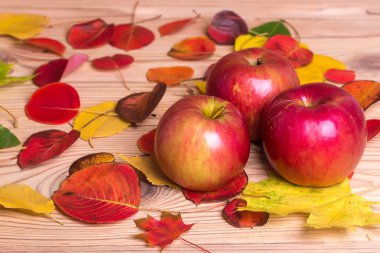 Ağaç Kırmızı elma ve renkli sonbahar yaprakları 