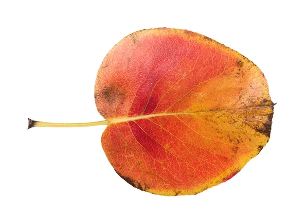 Orange autumn leaf — Stock Photo, Image