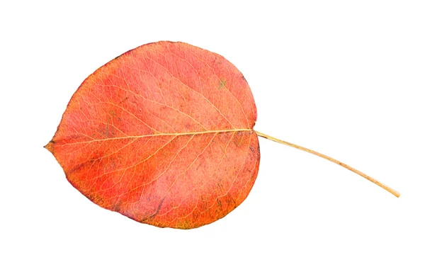 Foglia arancione autunno — Foto Stock