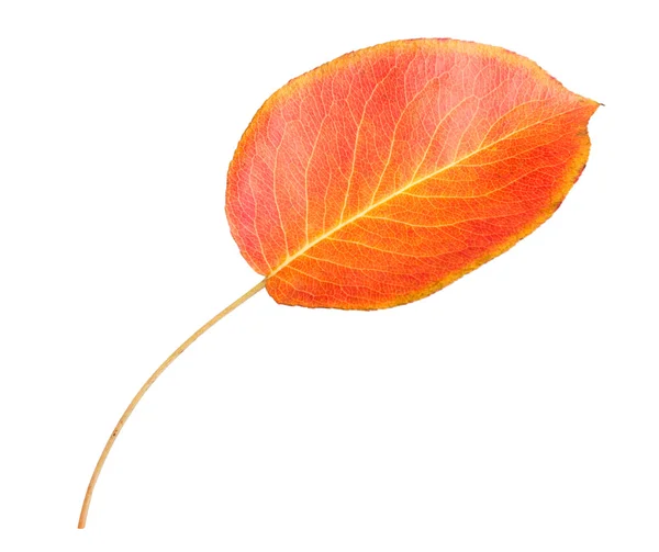 Orange autumn leaf — Stock Photo, Image