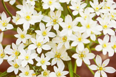 Küçük beyaz çiçekler yakın.