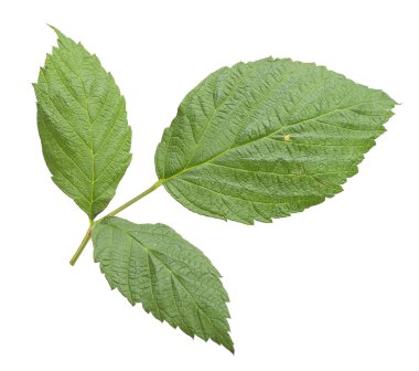 Ahududu izole bırakır