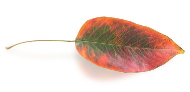 renkli sonbahar yaprak 