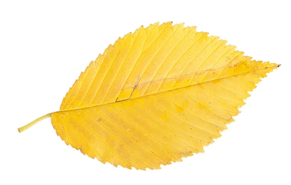 Yellow autumn leaf — Stock Photo, Image