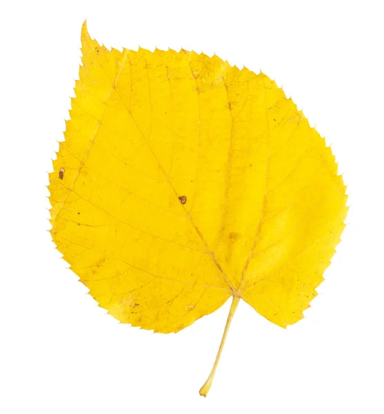 Yellow autumn leaf — Stock Photo, Image