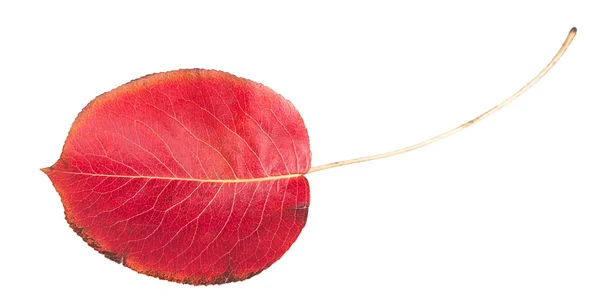 Folha de outono vermelho — Fotografia de Stock