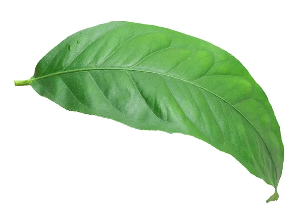 Hoja verde cítrico — Foto de Stock