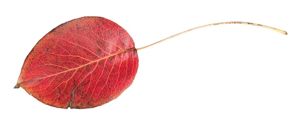 Hoja roja de otoño —  Fotos de Stock