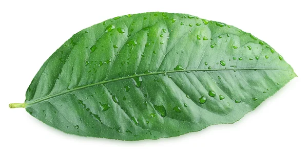 Hoja verde cítrico — Foto de Stock