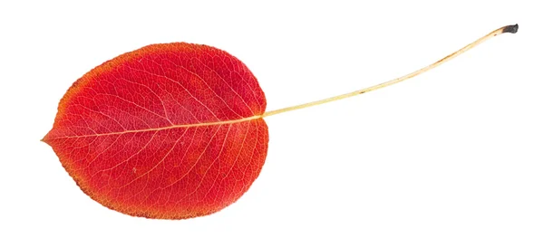 Foglia rossa autunno — Foto Stock